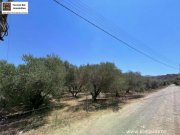 Sivas Professioneller Olivenhain in Anadasmos Siva– Gelegenheit zur landwirtschaftlichen Nutzung und Gewächshausprojekt Grundstück